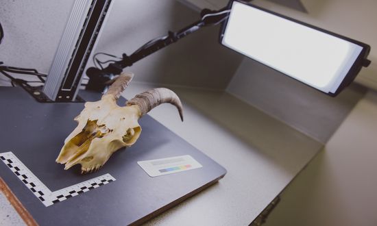 An animal skull surrounded  by lab instruments