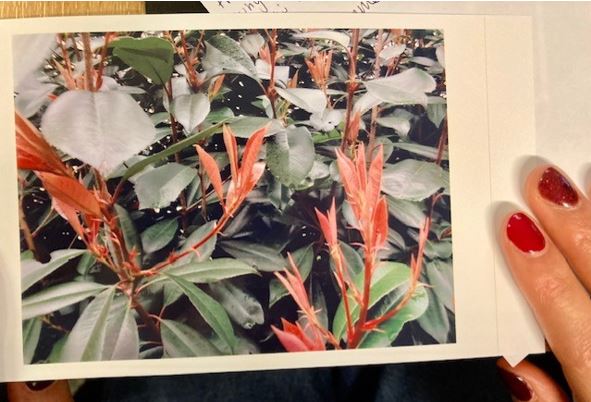 A picture of someone holding a photo of a plant