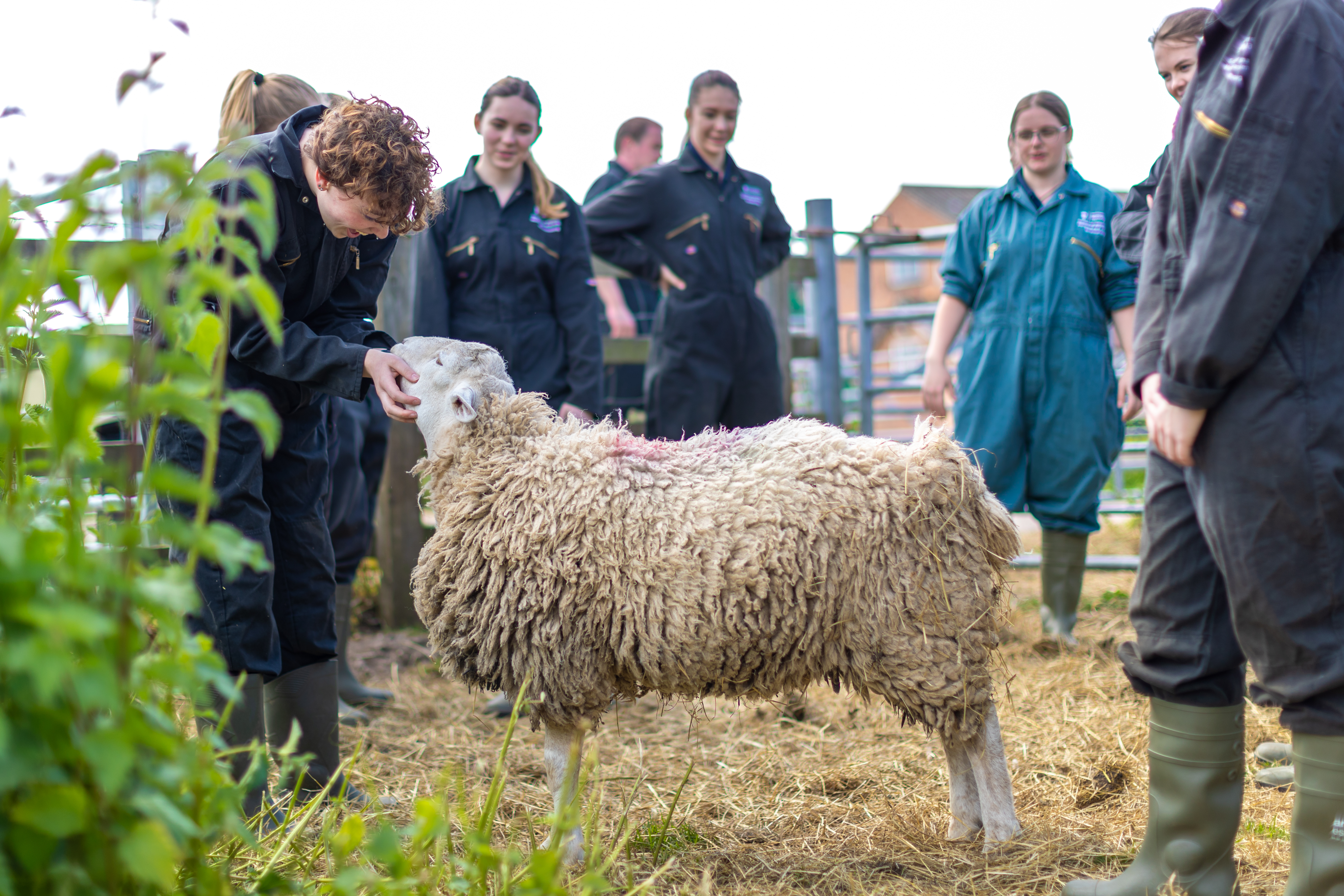 Assistant Professor teaching university undergraduates how to examine a sheep