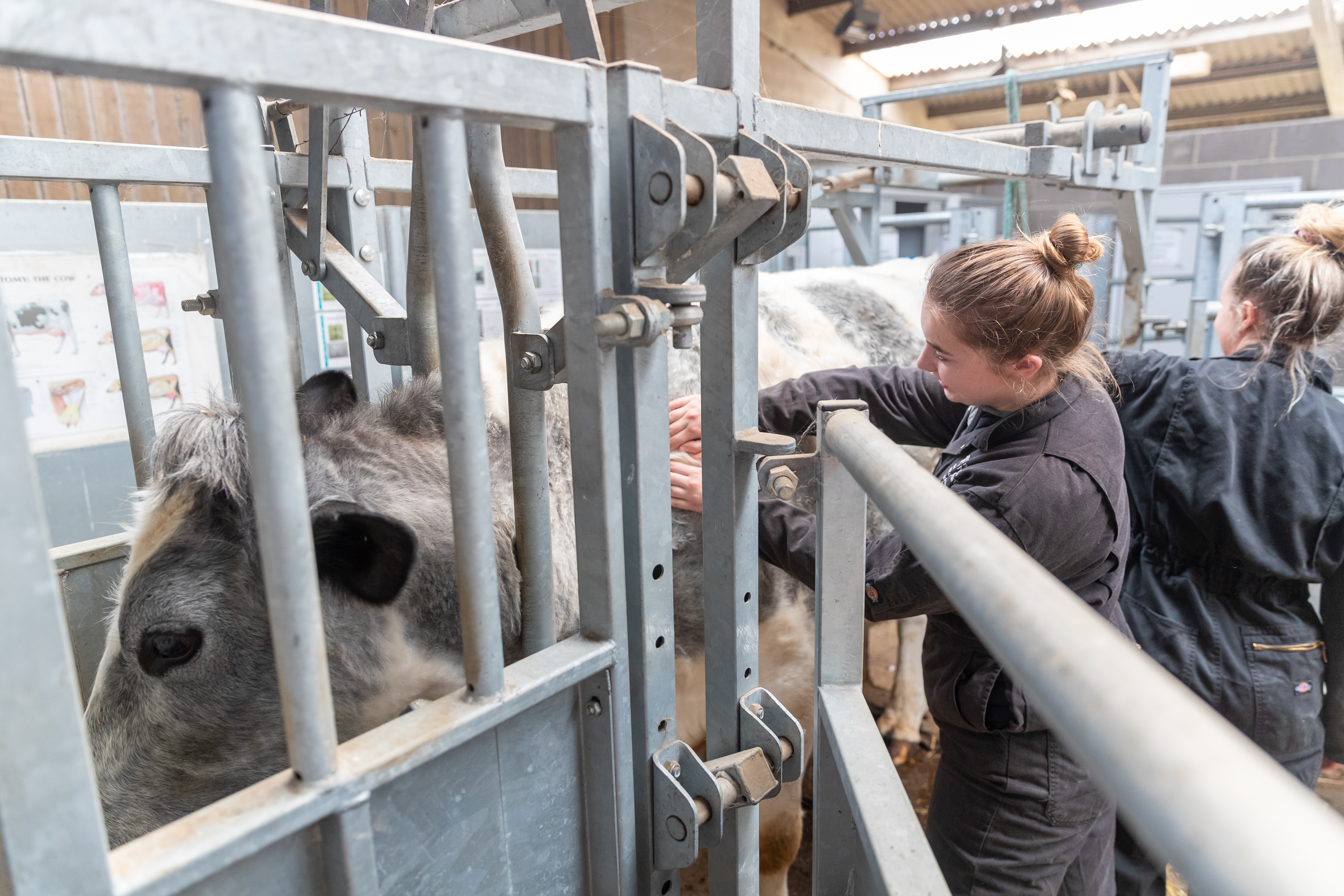 Undergraduate students examining cows at the Vet School farm, Sutton Bonington campus