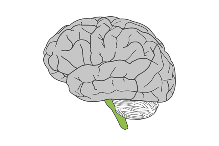 Brainstem part of the brain