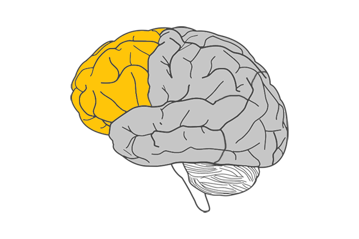 Frontal lobe of the brain