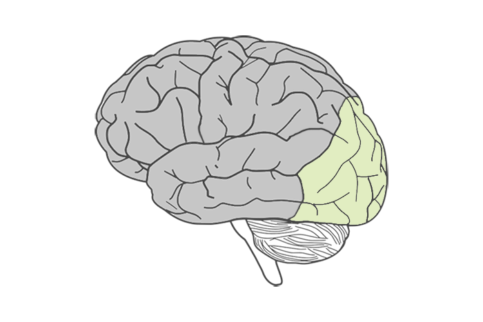 Occipital lobe of the brain