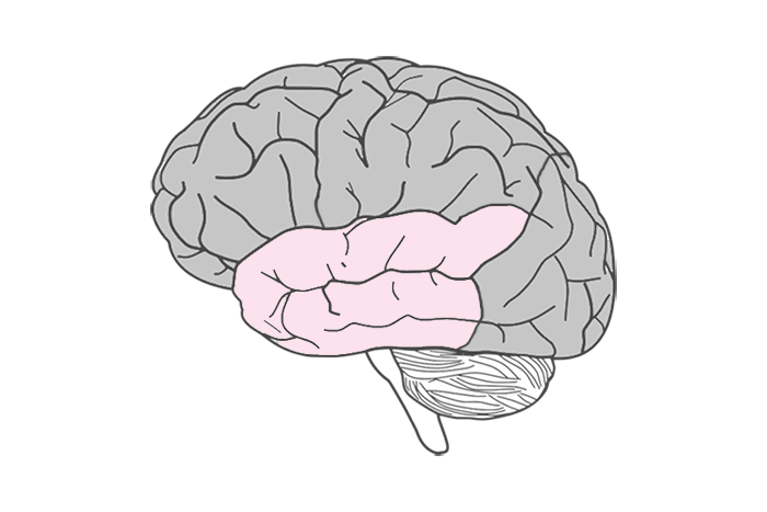 Temporal lobe of the brain