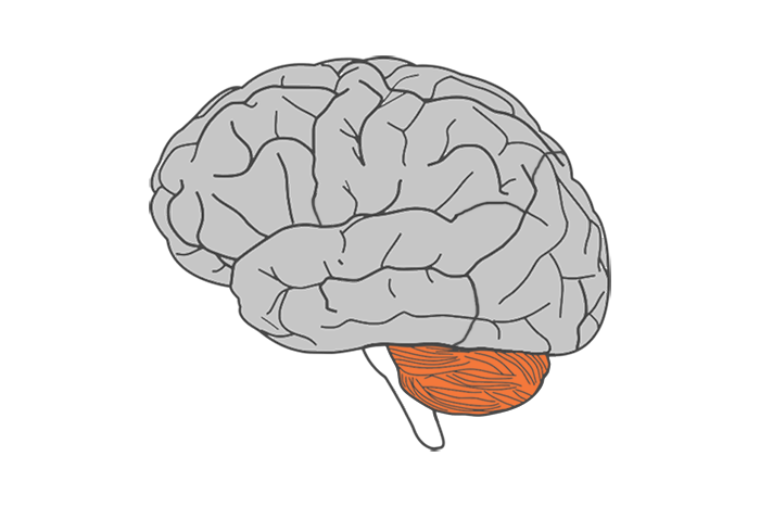 Cerebellum part of the brain