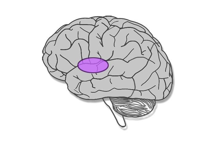 Frontal lobe of the brain