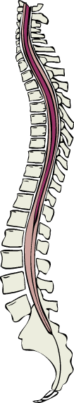 Diagram: spinal cord, side view