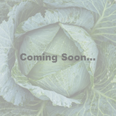 Cabbage coming soon