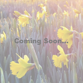 Daffodil coming soon