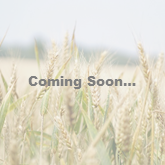 Wheat coming soon