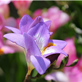 Image of a freesia in flower