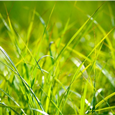 Image of Congo grass