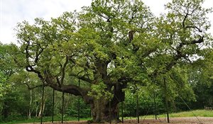 A large oak tree with its branches propped up by large sticks