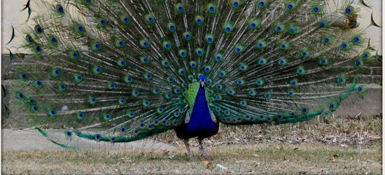 Close up of peacock with tail feathers displaying