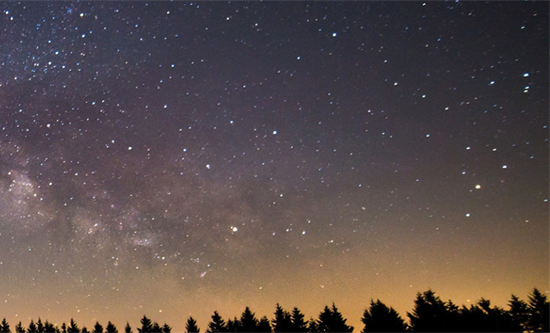 Wide view of starry sky and treetops