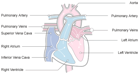 Aorta Artery Function