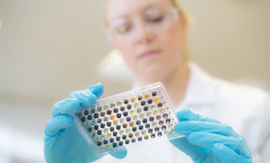 Student looking at samples in a laboratory