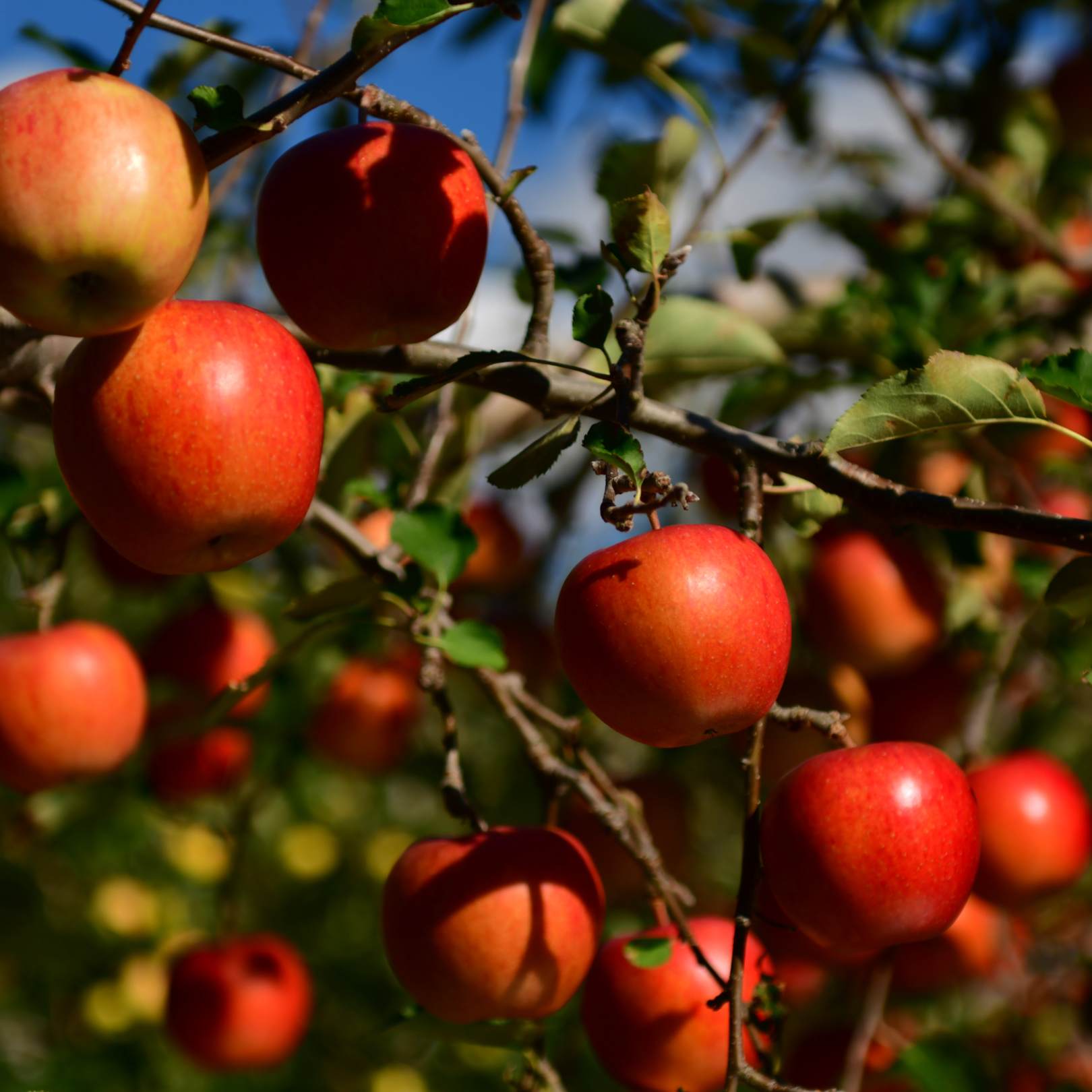 An orange tree with ripe oranges