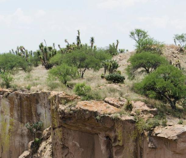 Picture of shrubs located in the middle of the desert