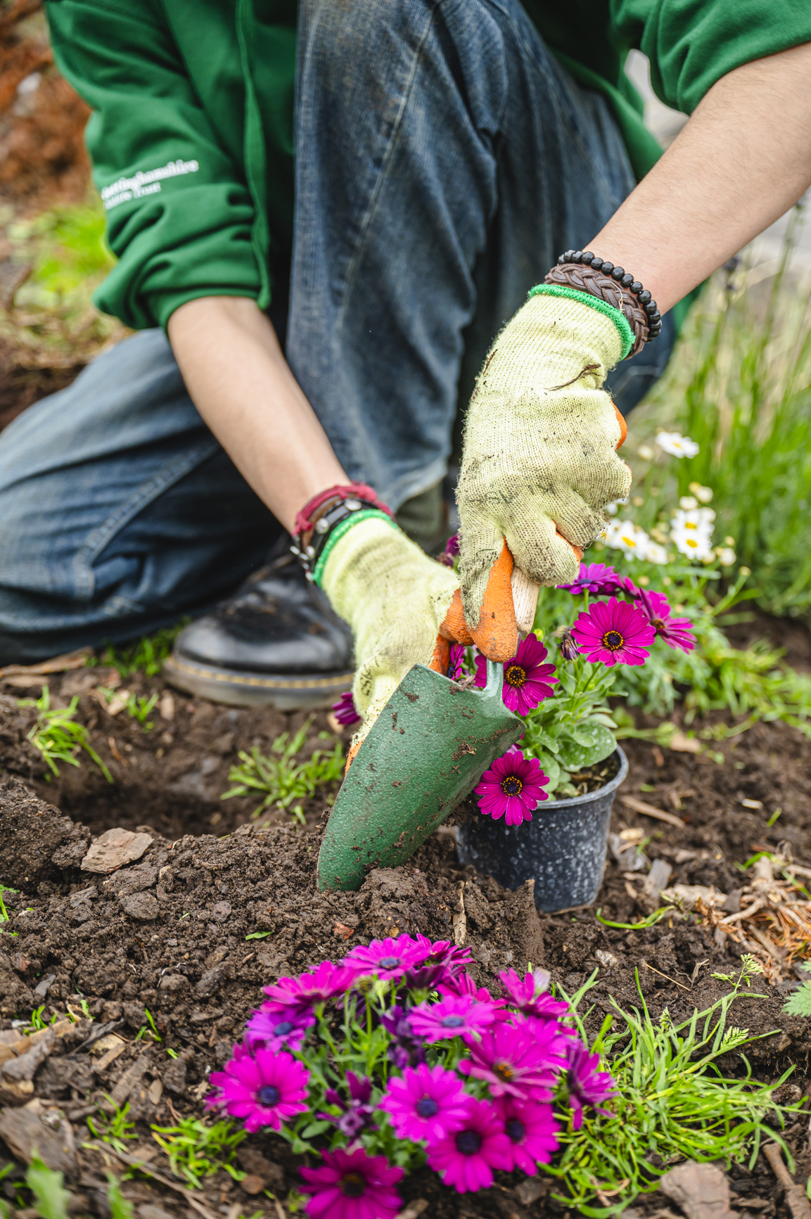 Image of a pair of hands working on a garden