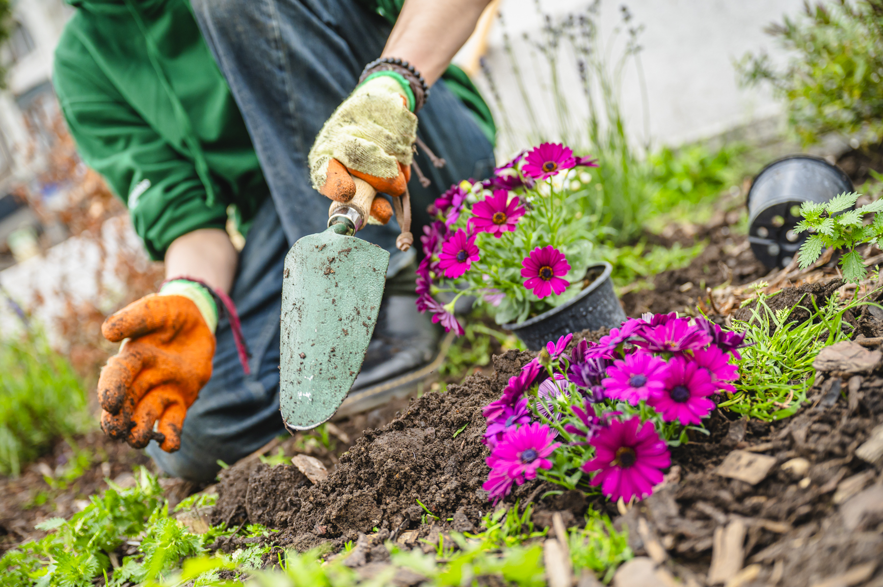 A pair of hands working in a garding