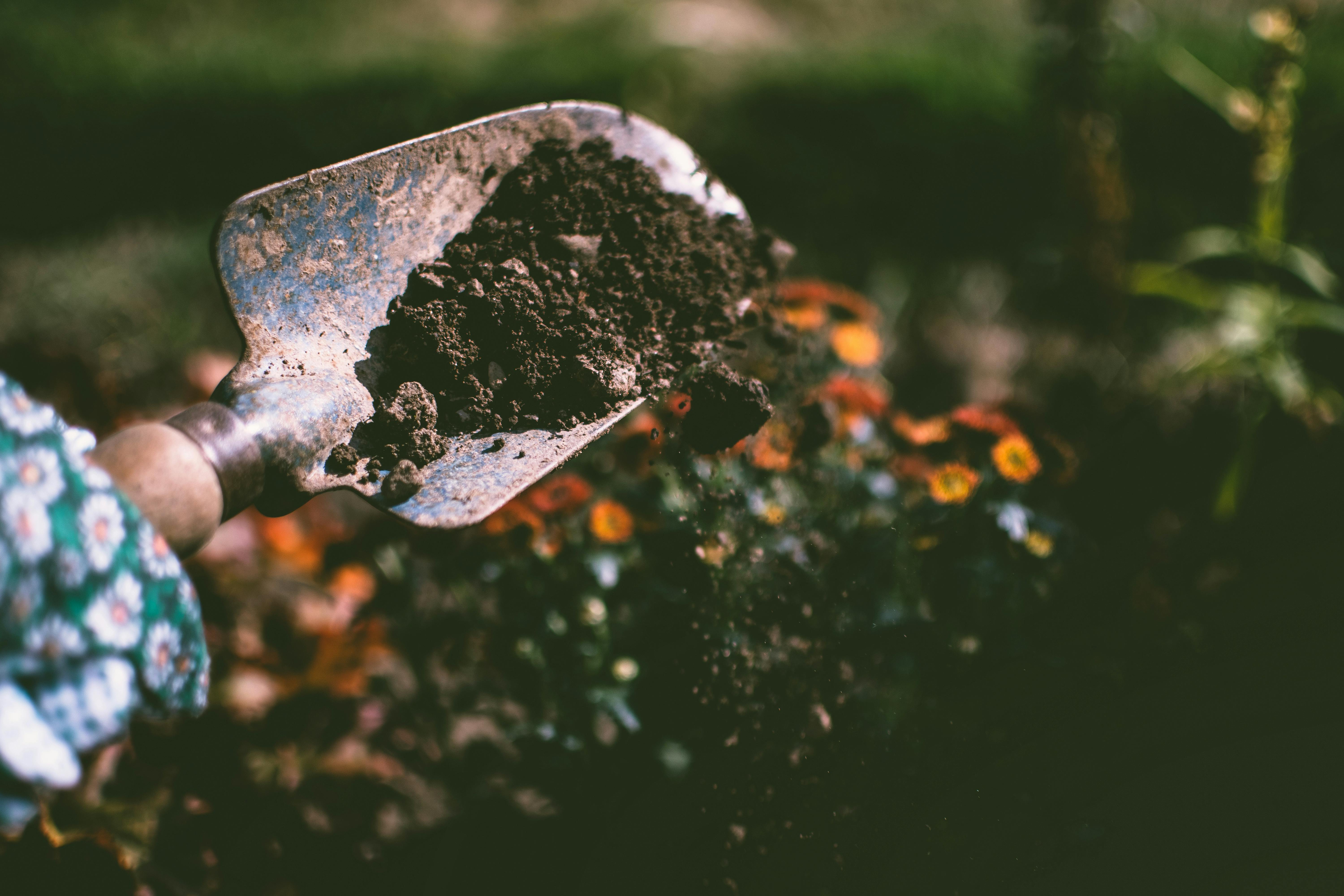 A small spade being lifted up soil from the ground