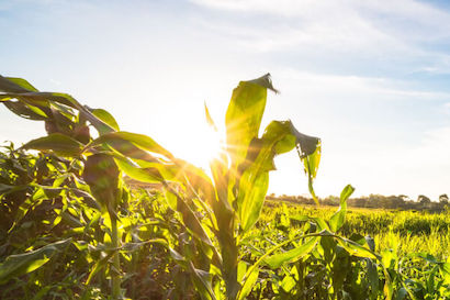 Plant leaves under the sunlight