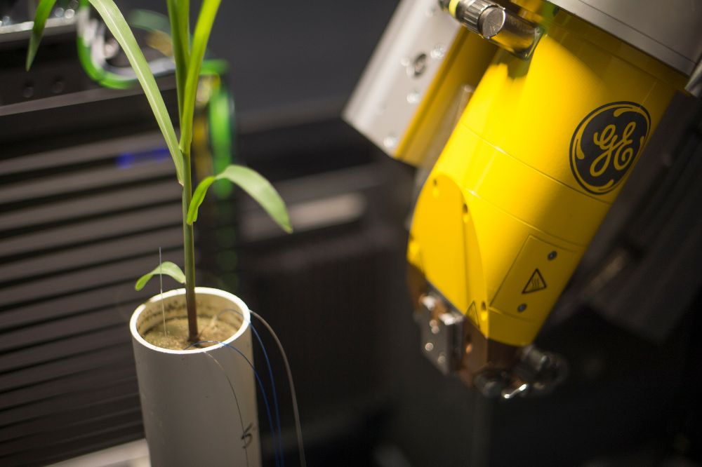 plant growning in a lab