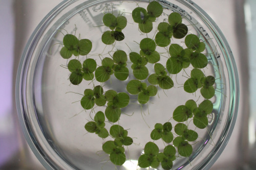 Duckweed on an agar plate