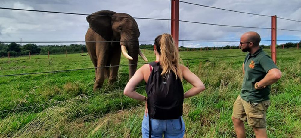 Two people monitoring a captive elephant