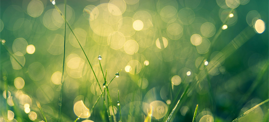 Abstract image of grass and defocussed lights