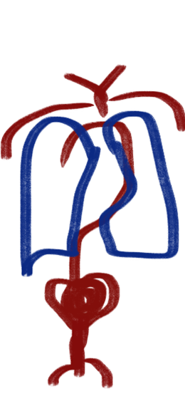 circulatory system upper body
