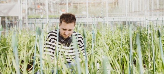 Researcher kneeling among wheat plants in large greenhouse