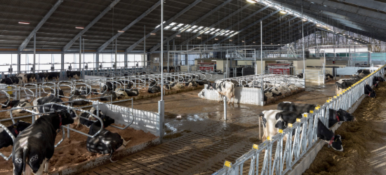 Cattles at the Dairy Centre in Sutton Bonington