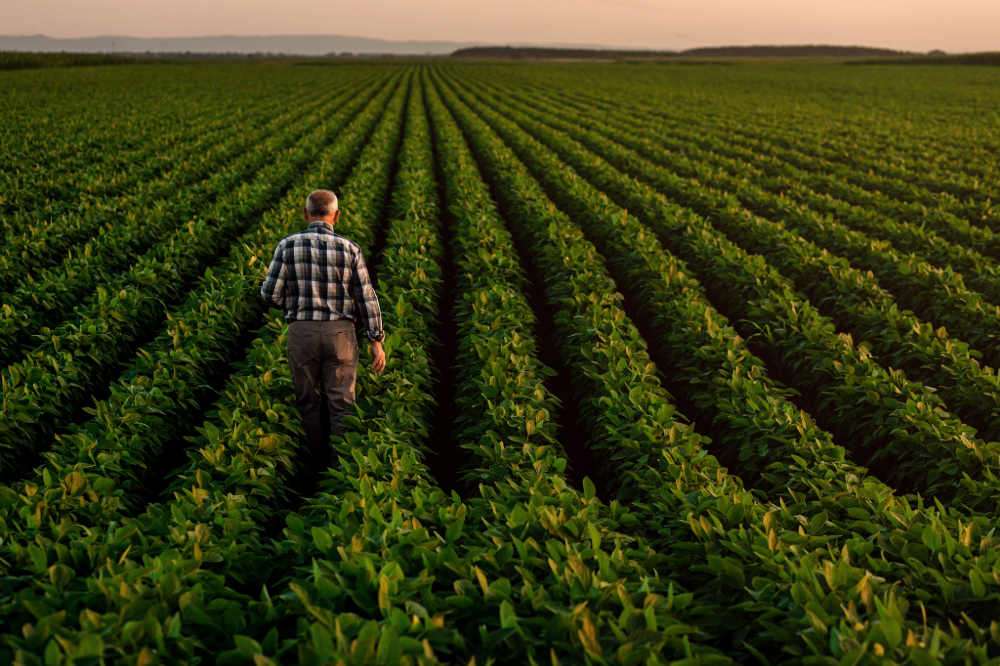 Rear view of senior farmer standing in soybean field examining crop at sunset,