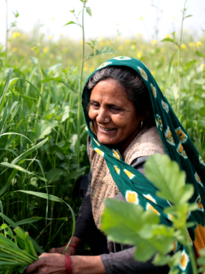 Person harvesting in the fields