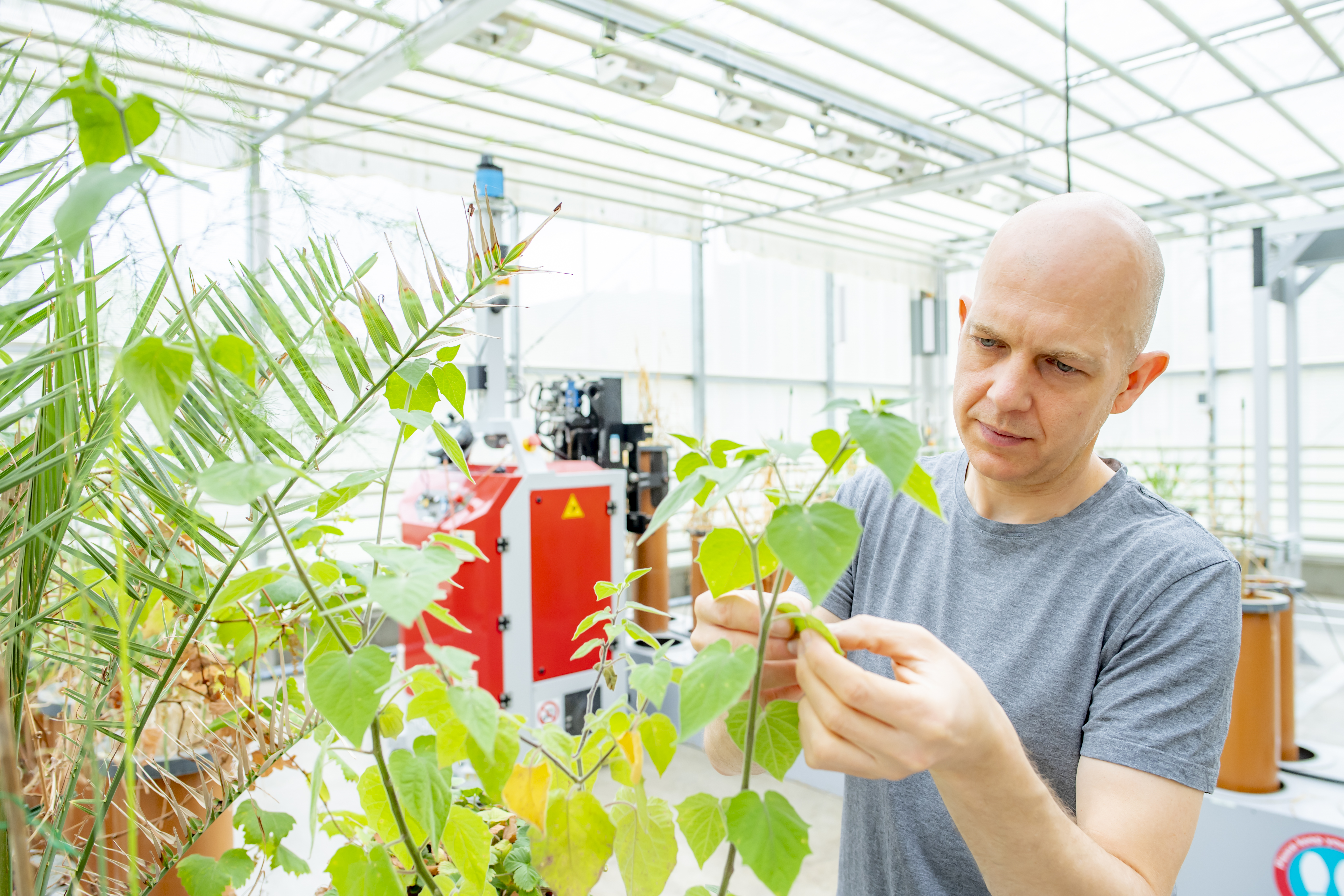 Landscape image of  Principal Research Fellow Craig Sturrock reviewing plant growth