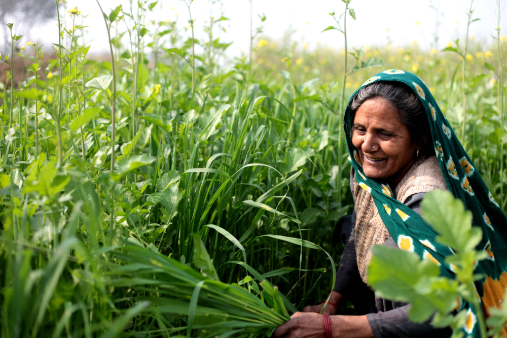 A farmer in a field harvesting