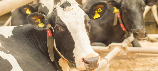 Reducing dairy's carbon hoofprint